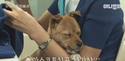 娱乐吃瓜酱小黄狗