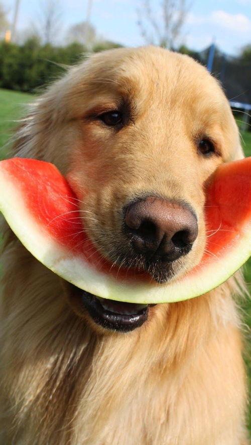 娱乐吃瓜酱小黄狗